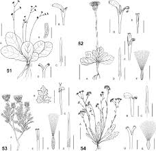 Image result for Pasaccardoa grantii