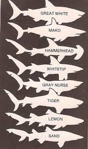 Pin On Sharks