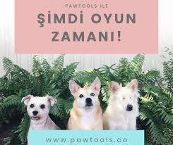 Kopeginizle Oynayabileceginiz Akil Oyunlari Patipedia