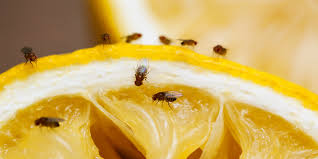 This Genius Hack For Repelling Fruit Flies Uses Something You Usually Throw Away Fruit Flies Catch Fruit Flies Fruit