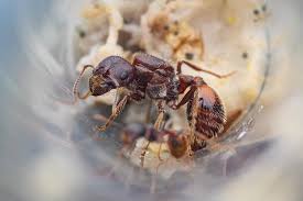 Image result for Pogonospermum subsessile