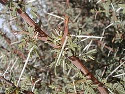 Image result for Acacia rovumae