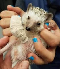 Critter care animal hospital, sugar land, tx. Services Critter Care Animal Hospital