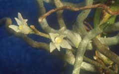 Image result for Solenangis