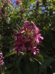 Image result for x Ruttyruspolia 'Phyllis van Heerden'