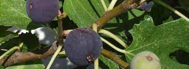 Maladie du figuier que faire. Maladies Et Parasites Du Figuier