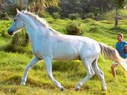Its location at the heart of the town of st.wolfgang and right on the lakeshore is famous and it is in a perfect position for guests to explore the lake or the mountains behind. My Choice Andre Rieu White Horse Inn Youtube