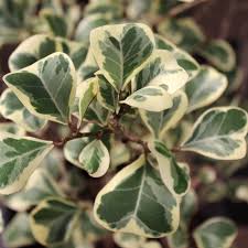 Image result for Ficus
