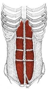 the anatomy of your abdominal muscles