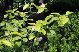 Image result for Peddiea rapaneoides