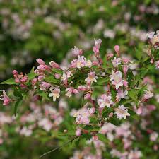 Image result for Kolkwitzia