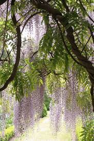 Vine Wisteria Or Wisteria Tree Wisteria Tree Wisteria Garden Wisteria