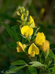 Image result for Cienfuegosia digitata