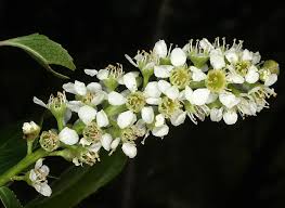 Image result for Prunus serotina