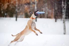Jul 24, 2021 · belgian malinois that are acting overly hyper to seek attention or jump at people may need to be ignored. Dog Belgian Shepherd Malinois Jumping And Catching A Flying Disc In Mid Air Stock Photo Picture And Royalty Free Image Image 18621617