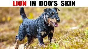 Image result for jagdteriér