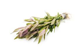 Image result for Limnophila