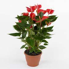 Anthurium Andreanum Anthurium Anthurium Plant Plants