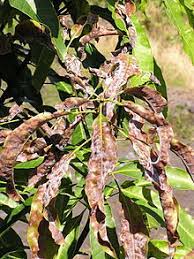 The most common mealy bug is drasicha mangiferae , which causes severe damage to mango crop through. Oidium Mangiferae Wikipedia