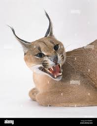 17 Caracal Cat Facts – Are Caracals Dangerous To Humans & More