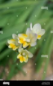 Image result for Freesia laxa