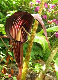Arisaema speciosum 'himalayan giant' | arisaema speciosum. Plantfiles Picture 16 Of Cobra Lily Arisaema Speciosum Trees To Plant Rare Flowers Flower Photos
