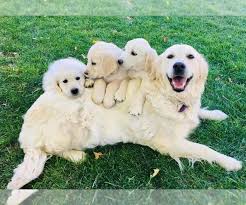 English cream golden retriever breeders. View Ad English Cream Golden Retriever Puppy For Sale Near Utah Spanish Fork Usa Adn 152145