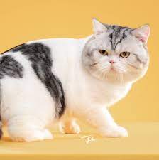ถูกใจ 10,218 คน · 34 คนกำลังพูดถึงสิ่งนี้. Nakhonfold Cattery à¸Ÿà¸²à¸£ à¸¡à¹à¸¡à¸§ Scottish Fold Home Facebook