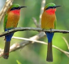 Green Bird With Red Spot On Head Red Head Blue Bill Spermophaga Ruficapilla Beautiful Birds Wildlife Nature Most Beautiful Birds