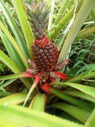 Maybe you would like to learn more about one of these? Improving Fruit Fiber Qualities Of Red Spanish Pineapple