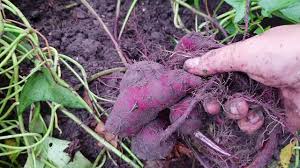 Kekacang, kacang soya, ubi keledek atau sebarang tanaman yang mampu mengembalikan nitrogen dan mineral kepada tanah ditanam selang dua tahun dan kemudiannya kapas pada tahun ketiga. Menanam Dan Menuai Keledek Jepun Ungu Dari Pucuk Muda Youtube