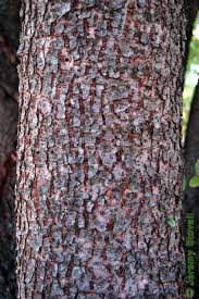 Image result for Ulmaceae