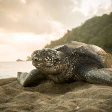 Where We've Been in 2017