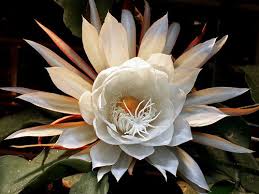 Pin On Bloemen Planten Flowers Plants