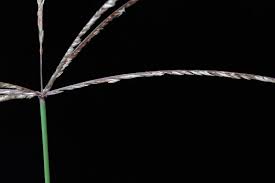 Image result for Cynodon aethiopicus