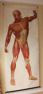 Male Muscle Diagram Poster Charts Posters Alemdad Ly