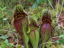 These plants efficiently produce oxygen while removing toxins from the air like. Pitcher Plant Care Growing Different Types Of Pitcher Plants