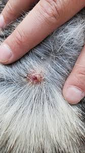 Image result for infected tick bite