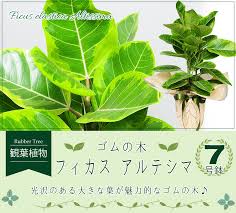 フィカス アルテシマ 7号鉢 フィカス アルテシーマ ゴムの木 観葉植物 観葉植物 エーデルワイス 花の贈り物 フラワーギフト通販 花宅配 水戸市