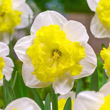 Printal Daffodil Daffodils Daffodil Bulbs Daffodil Flower