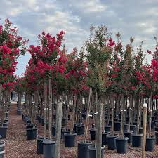 Image result for Lagerstroemia
