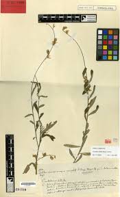 Image result for Enteropogon monostachyos