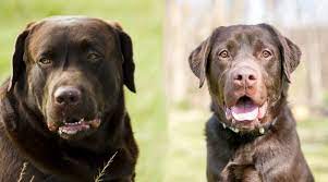 English Labrador Vs American Labrador What S The Difference