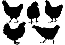 Free Chicken Silhouette Vector Choose From Thousands Of Free Vectors Clip Art Designs Icons And Illus Silhouette Vector Silhouette Free Silhouette Clip Art