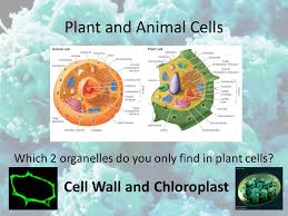 If an animal eats only meat what would be their source of glucose? Plant And Animal Cells Which 2 Organelles Do You Only Find In Plant Cells Cell Wall And Chloroplast Ppt Download