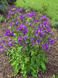 Image result for campanula glomerata