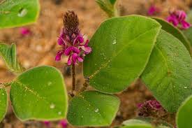 Image result for Indigofera flavicans