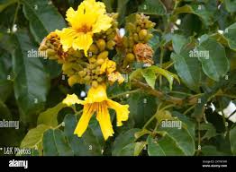 Image result for Markhamia lutea
