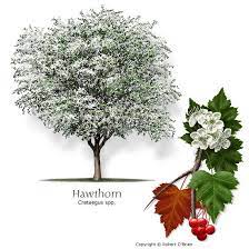 Their wood is very hardy making the tree easy to protect in stress. Texas Tree Selector Tree Description Trees To Plant Texas Trees Fragrant Flowers