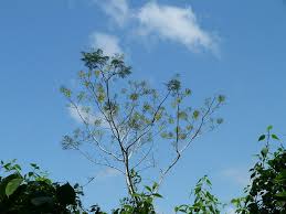 Image result for Schizolobium parahyba